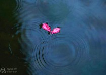 把不如意当作如意的点缀_一天一悟