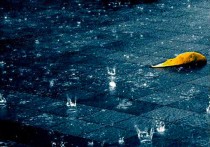 子非“鱼”，焉知“雨”之乐_人生感悟日记